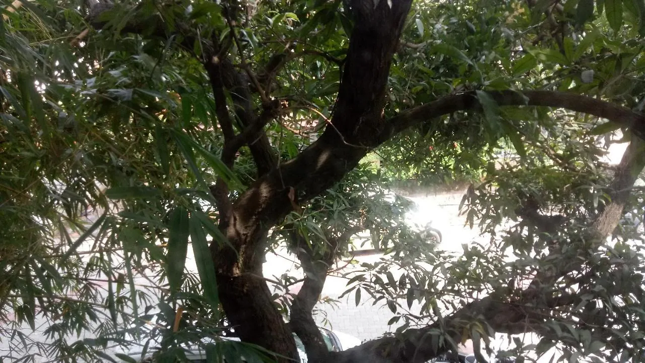 Adams Wood House Ayurveda Homestay Kochi